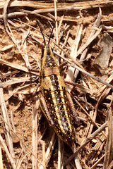 Monistria pustulifera