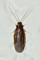 Latindia mexicanus