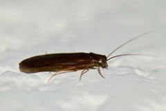 Latindia mexicanus