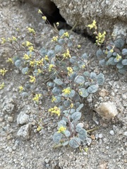 Eriogonum reniforme