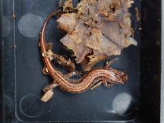 Desmognathus aeneus
