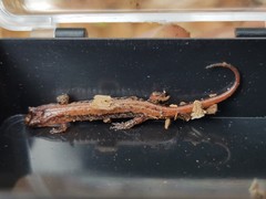 Desmognathus aeneus