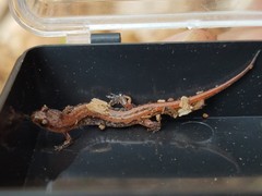Desmognathus aeneus