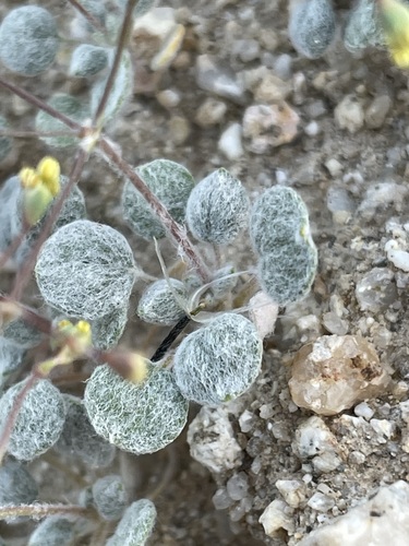 Image of Eriogonum reniforme by (c) Matt Berger, some rights reserved (CC BY)