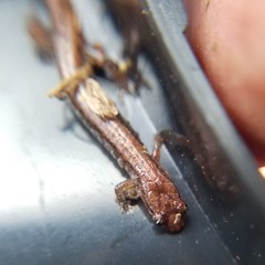 Desmognathus aeneus