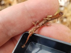 Desmognathus aeneus