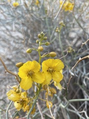 Senna armata
