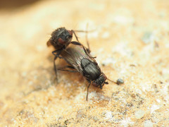 Leptocera