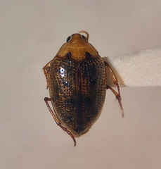 Peltodytes simplex