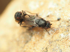 Leptocera