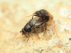 Leptocera