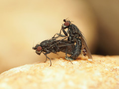 Leptocera