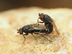 Leptocera