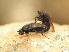 Leptocera