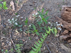 Stellaria pubera