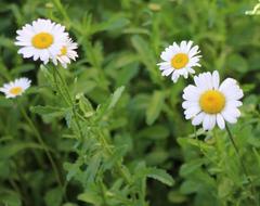 Leucanthemum × superbum