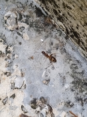 Anoplolepis gracilipes