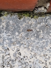 Anoplolepis gracilipes