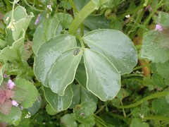Vicia faba