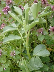 Vicia faba