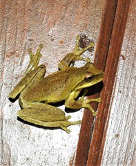 Litoria revelata