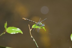 Ophiogomphus incurvatus