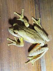 Litoria revelata