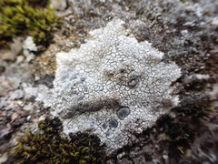 Lecanora bicincta