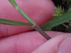 Melica subulata