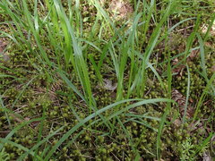 Melica subulata