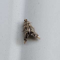 Eoparargyractis irroratalis