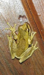 Litoria revelata