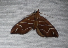 Chaetolopha leucophragma