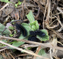 Euphydryas editha taylori