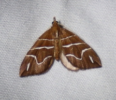 Chaetolopha leucophragma