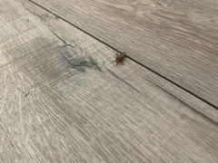 Pacificanthia consors