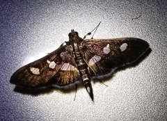 Desmia subdivisalis