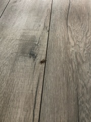 Pacificanthia consors