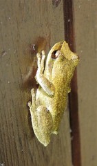 Litoria revelata