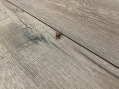 Pacificanthia consors