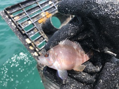 Hypoplectrus floridae