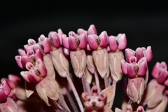 Asclepias nummularia
