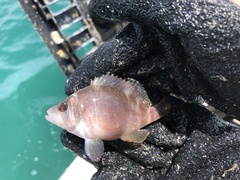 Hypoplectrus floridae