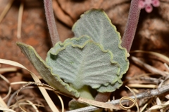 Asclepias nummularia