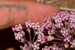 Asclepias nummularia