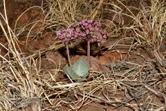 Asclepias nummularia
