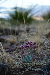 Asclepias nummularia