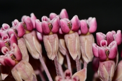 Asclepias nummularia