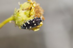 Acmaeodera tuta