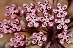Asclepias nummularia